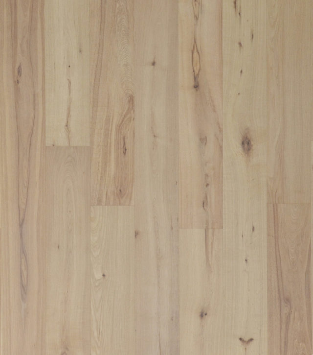 TS0071 - Quercus Oak Nature